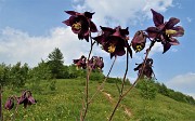 89 Aquilegia scura (Aquilegia atrata)